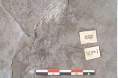 Foto (Detailansicht) von Calamites sp.  (NHMW-GEO-2024-0188-10987)